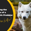dire wolf